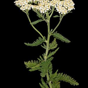 Yarrow: Achillea Millefolium