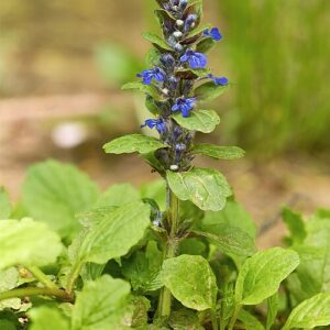Ajuga: Bugleweed
