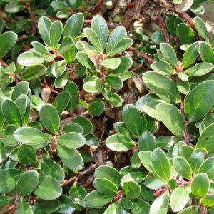 Kinnikinnick: Arctostaphylos uva-ursi