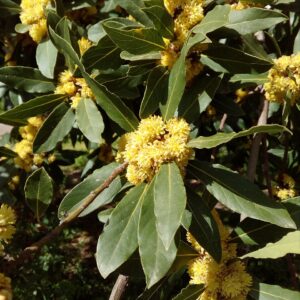 Bay Laurel: Laurus Nobilis