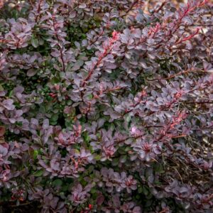 Japanese Barberry: Berberis Thunbergii