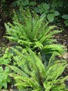 Deer Fern: Blechnum spicant