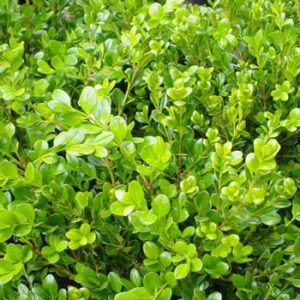 Boxwood: Buxus