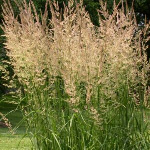 Karl Foerster Feather Reed Grass: Calamagrostis acutiflora 'Karl Foerster'