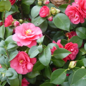 Camellia