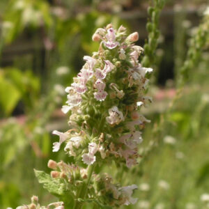 Cat Mint: Nepeta Cataria