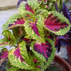 Coleus