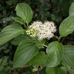 Red-Osier Dogwood: Cornus sericea