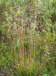 Tufted Hairgrass: Deschampsia cespitosa