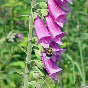 Foxglove: Digitalis