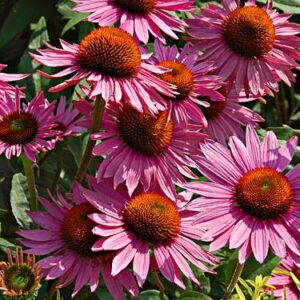 Purple Coneflower: Echinacea Purpurea