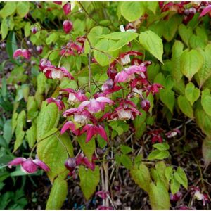 Bishop's Hat; Epimedium x rubrum