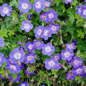 Cranesbill: Geranium