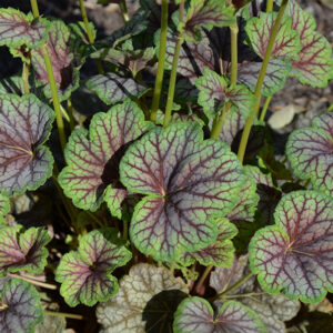 Coral Bells: Heuchera