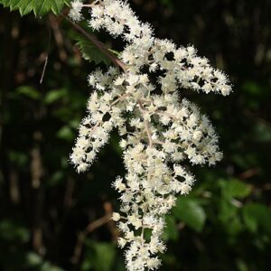 Oceanspray: Holodiscus discolor