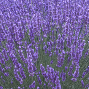 English Lavender: Lavandula angustifolia