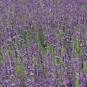 Lavender: Lavandula