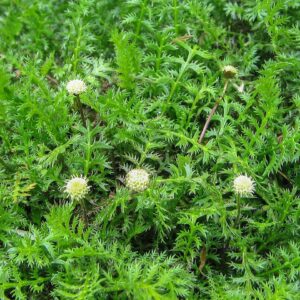 Feathery Brass Buttons: Leptinella squalida