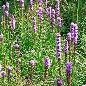 Blazing Star: Liatris
