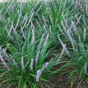 Lilyturf: Liriope muscari 'Big Blue'