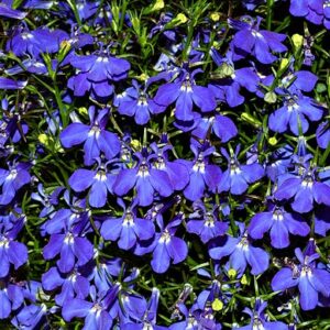 Lobelia: pratioides