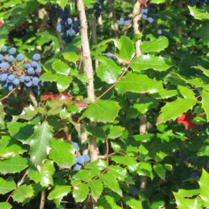 Oregon Grape: Berberis Aquifolium