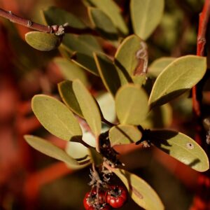 Manzanita:  Arctostaphylos