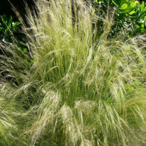 Mxican Feather Grass: Nassella tenuissima