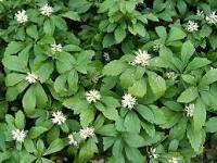 Japanese Spurge: Pachysandra terminalis