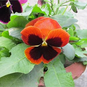 Pansy: Viola × wittrockiana
