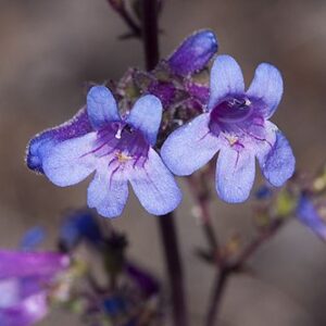 Beardtongue: Penstemon Humilis