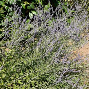 Perovskia: Little Spire Russian Sage