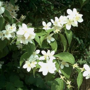 Mock Orange: Philadelphus coronarius