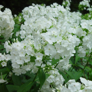 Phlox: Phlox paniculata