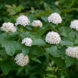 Ninebark: Physocarpus opulifolius