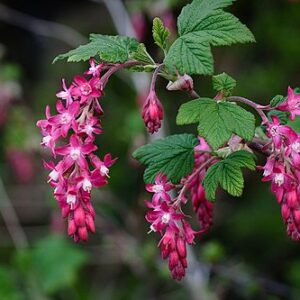 Red-Flowering Currant: Ribes sanguineum