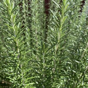 Rosemary: Rosmarinus officinalis