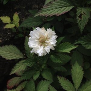 Thimbleberry: Rubus Rosifolius