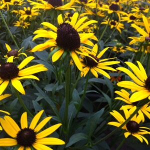 Black-Eyed Susan: Rudbeckia
