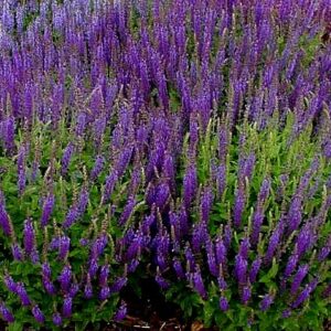 Salvia: Sage: Lamiaceae