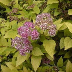 Spirea: Spiraea