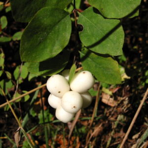 Snowberry: Symphoricarpos