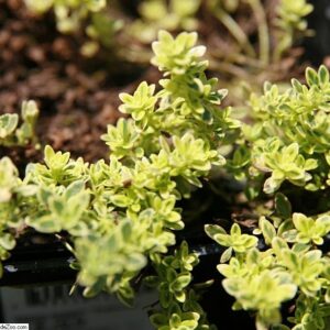 Creeping Thyme: Thymus praecox 'Highland Cream'