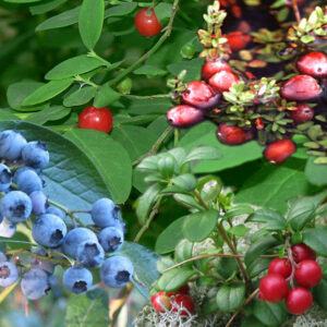 Evergreen Huckleberry: Vaccinium