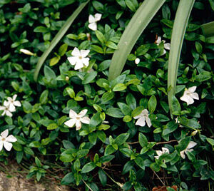 Periwinkle: Vinca