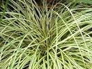 Variegated Japanese Sedge: Carex oshimensis 'Evergold'