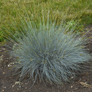 Pepindale Blue Fescue: Festuca glauca 'Pepindale Blue'
