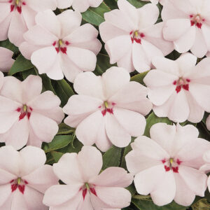Impatiens