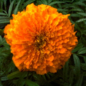 Marigold: Tagetes