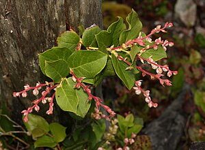 Salal
